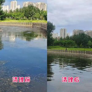 遼陽市客戶太子河水草清理效果展示